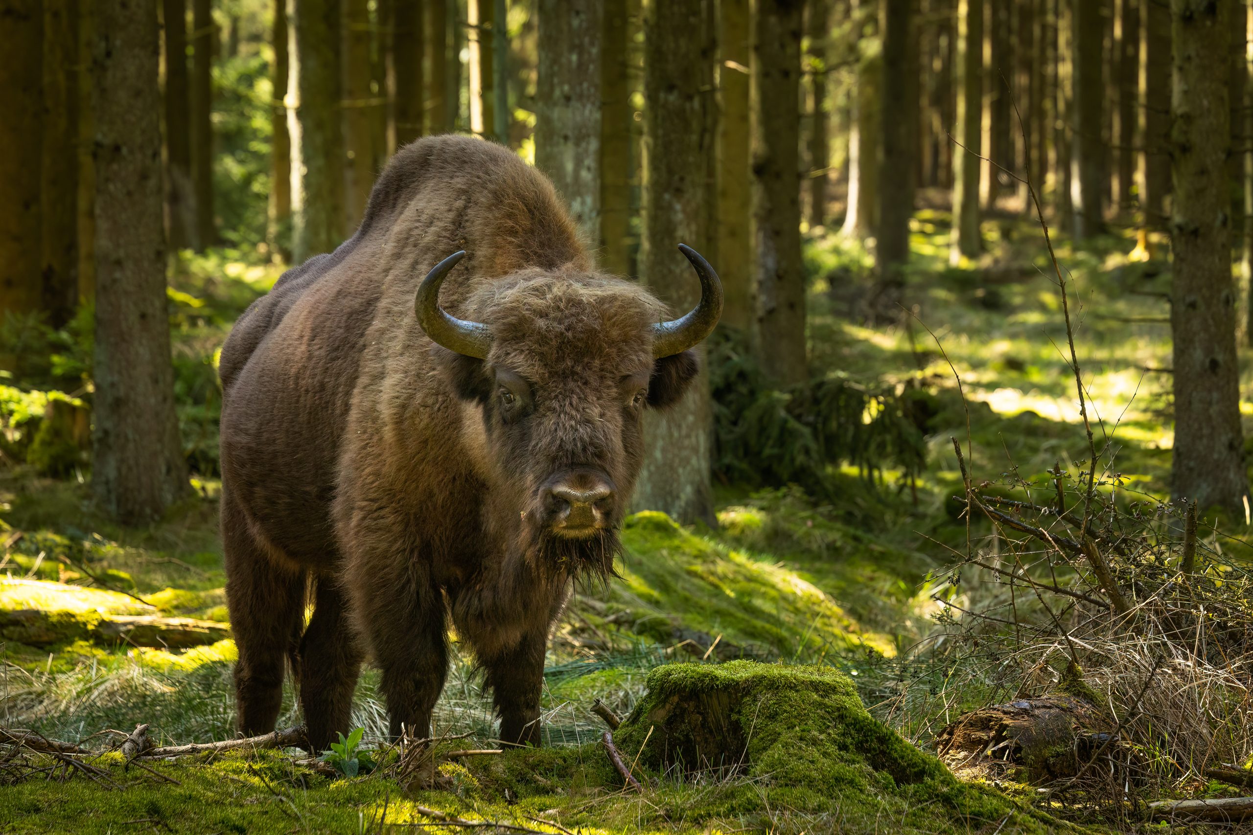 Bison, Almindingen, Bornholm © Rasmus Neslein