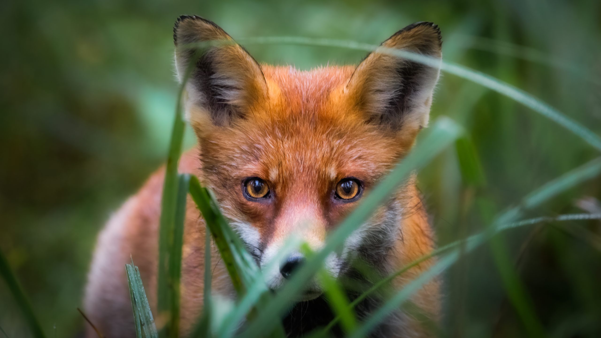 Fox Hiding (Danmark) © Rasmus Neslein