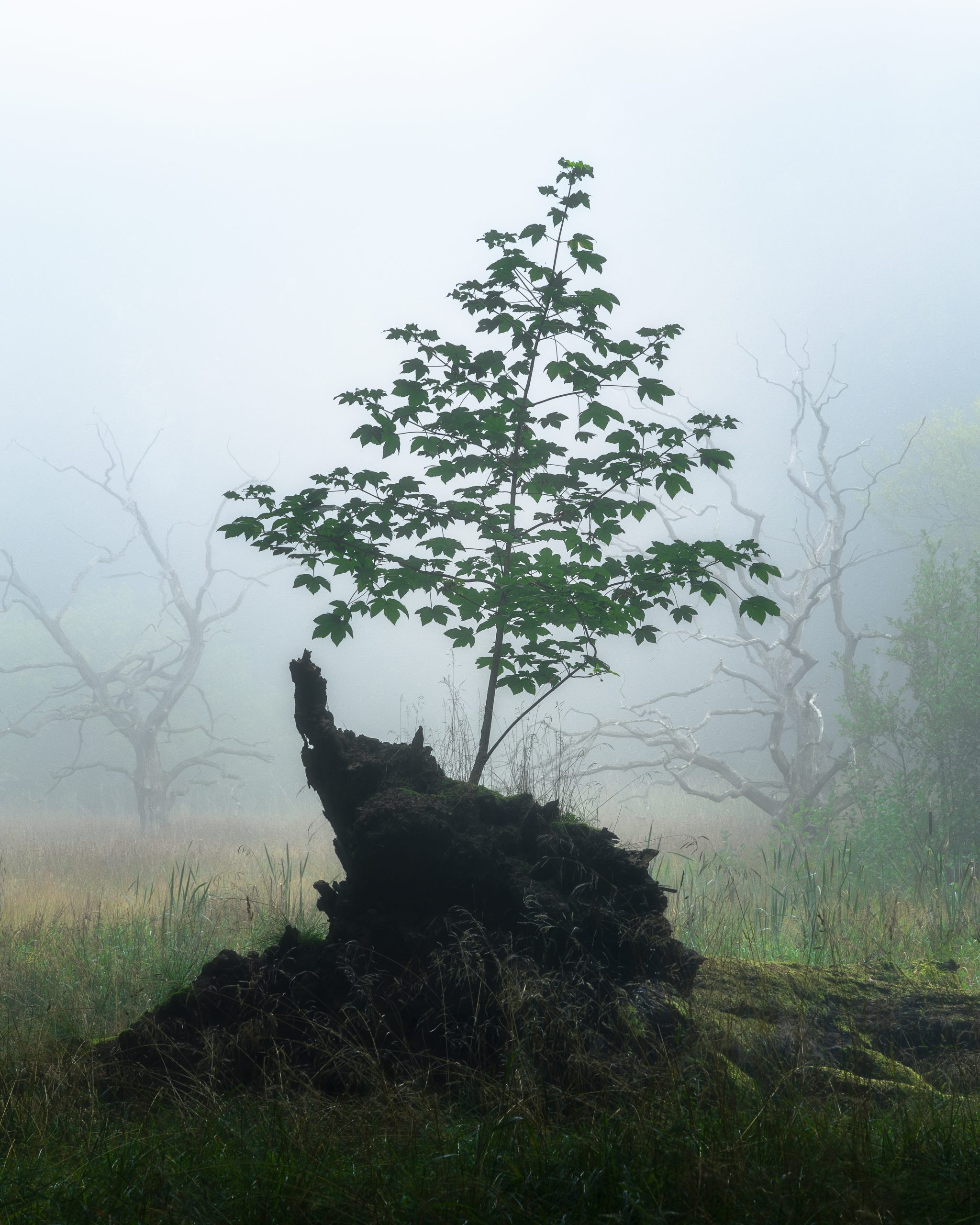 Tree Morning Fog (Danmark) © Rasmus Neslein